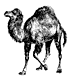 the camel